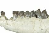 Fossil Running Rhino (Hyracodon) Jaw Section - South Dakota #300010-1